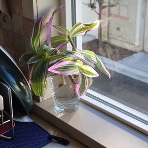 Four cuttings of Tradescantia (roots developed ) ready to pot